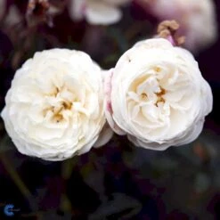 'Artemis'® Rosa X 'Artemis'® (Storblomstrende) A-Kvalitet,- Barrods Roser Min. 3 Grene -Osmo Salgsbutik fi3902 rosa artemis r tansimetra ac48