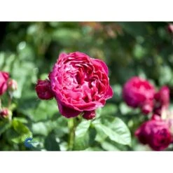 'Ascot'® Rosa X 'Ascot'® (storblomstrende) A-Kvalitet,- Barrods Roser Min. 3 Grene -Osmo Salgsbutik fi3904 rosa ascot baf7