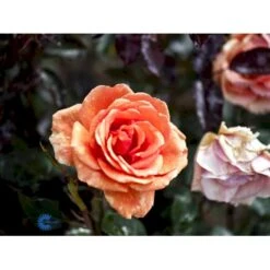 'Ashram'® Rosa X 'Ashram'® (Storblomstrende) A-Kvalitet,- Barrods Roser Min. 3 Grene 11 'Ashram'® Rosa X 'Ashram'® (Storblomstrende) A-Kvalitet,- Barrods Roser Min. 3 Grene -Osmo Salgsbutik fi3905 rosa ashram r tanmarsa 5a96
