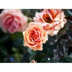 'Ashram'® Rosa X 'Ashram'® (Storblomstrende) A-Kvalitet,- Barrods Roser Min. 3 Grene 10 'Ashram'® Rosa X 'Ashram'® (Storblomstrende) A-Kvalitet,- Barrods Roser Min. 3 Grene -Osmo Salgsbutik fi3905 rosa ashram r tanmarsa af97