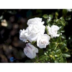 'Aspirin® Rose' Rosa X 'Aspirin® Rose' (Buketrose) A-Kvalitet,- Barrods Roser Min. 3 Grene -Osmo Salgsbutik fi3906 rosa aspirin 1f21