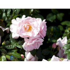 'Astrid Lindgren'™ Rosa X 'Astrid Lindgren'™ (Buketrose) A-Kvalitet,- Barrods Roser Min. 3 Grene -Osmo Salgsbutik fi3908 rosa astrid lindgren poulluf n 1f79