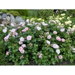 'Astrid Lindgren'™ Rosa X 'Astrid Lindgren'™ (Buketrose) A-Kvalitet,- Barrods Roser Min. 3 Grene -Osmo Salgsbutik fi3908 rosa astrid lindgren poulluf n 5440