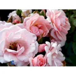 'Astrid Lindgren'™ Rosa X 'Astrid Lindgren'™ (Buketrose) A-Kvalitet,- Barrods Roser Min. 3 Grene -Osmo Salgsbutik fi3908 rosa astrid lindgren poulluf n 652d