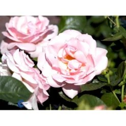 'Astrid Lindgren'™ Rosa X 'Astrid Lindgren'™ (Buketrose) A-Kvalitet,- Barrods Roser Min. 3 Grene -Osmo Salgsbutik fi3908 rosa astrid lindgren poulluf n c0d9