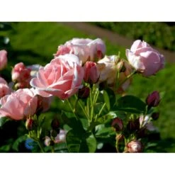 'Astrid Lindgren'™ Rosa X 'Astrid Lindgren'™ (Buketrose) A-Kvalitet,- Barrods Roser Min. 3 Grene -Osmo Salgsbutik fi3908 rosa astrid lindgren poulluf n e0a4
