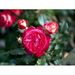 'Augusta Louise'® Rosa X 'Augusta Louise'® (Storblomstrende) A-Kvalitet,- Barrods Roser Min. 3 Grene -Osmo Salgsbutik fi3913 rosa augusta luise 7b77