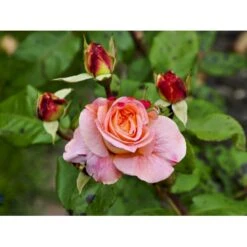 'Augusta Louise'® Rosa X 'Augusta Louise'® (Storblomstrende) A-Kvalitet,- Barrods Roser Min. 3 Grene -Osmo Salgsbutik fi3913 rosa augusta luise ce36