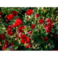 'Austriana'® Rosa X 'Austriana'® (Bunddækkerose) A-Kvalitet,- Barrods Roser Min. 3 Grene -Osmo Salgsbutik fi3917 rosa austriana 054a