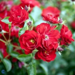'Austriana'® Rosa X 'Austriana'® (Bunddækkerose) A-Kvalitet,- Barrods Roser Min. 3 Grene -Osmo Salgsbutik fi3917 rosa austriana 8556