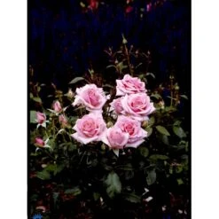 'Bangsbo'™ Rosa X 'Bangsbo'™ (Buketrose) A-Kvalitet,- Barrods Roser Min. 3 Grene -Osmo Salgsbutik fi3930 rosa bangsbo poulrine n d3b2