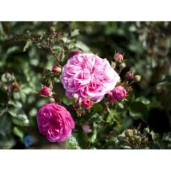 'Baronesse'® Rosa X 'Baronesse'® (Buketrose) A-Kvalitet,- Barrods Roser Min. 3 Grene -Osmo Salgsbutik fi3935 rosa baronesse 9690