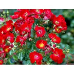 'Bassino'® Rosa X 'Bassino'® (Bunddækkerose) A-Kvalitet,- Barrods Roser Min. 3 Grene -Osmo Salgsbutik fi3939 rosa bassino 4371