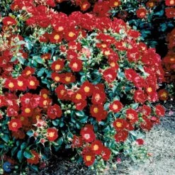 'Bassino'® Rosa X 'Bassino'® (Bunddækkerose) A-Kvalitet,- Barrods Roser Min. 3 Grene -Osmo Salgsbutik fi3939 rosa bassino c464