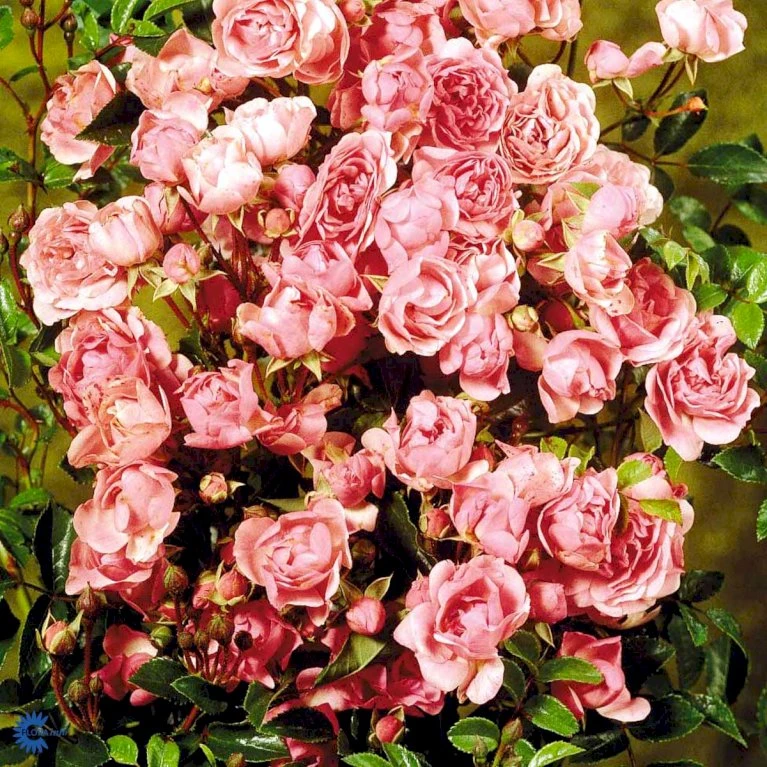 'Bayernland Cover'® Rosa X 'Bayernland Cover'® (Bunddækkerose) A-Kvalitet,- Barrods Roser Min. 3 Grene 4 'Bayernland Cover'® Rosa X 'Bayernland Cover'® (Bunddækkerose) A-Kvalitet,- Barrods Roser Min. 3 Grene - Billede 4