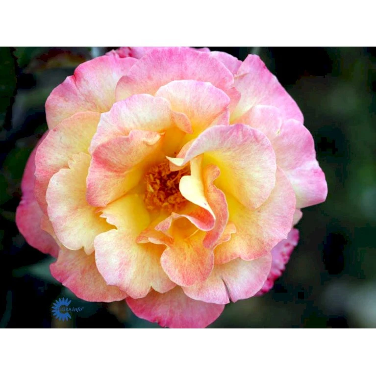 'Bellevue' Rosa X 'Bellevue' (Storblomstrende) A-Kvalitet,- Barrods Roser Min. 3 Grene 6 'Bellevue' Rosa X 'Bellevue' (Storblomstrende) A-Kvalitet,- Barrods Roser Min. 3 Grene - Billede 6
