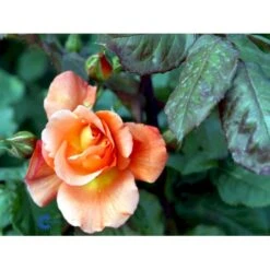 'Bellevue' Rosa X 'Bellevue' (Storblomstrende) A-Kvalitet,- Barrods Roser Min. 3 Grene 14 'Bellevue' Rosa X 'Bellevue' (Storblomstrende) A-Kvalitet,- Barrods Roser Min. 3 Grene -Osmo Salgsbutik fi3948 rosa bellevue 4e4a