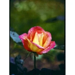 'Bellevue' Rosa X 'Bellevue' (Storblomstrende) A-Kvalitet,- Barrods Roser Min. 3 Grene 15 'Bellevue' Rosa X 'Bellevue' (Storblomstrende) A-Kvalitet,- Barrods Roser Min. 3 Grene -Osmo Salgsbutik fi3948 rosa bellevue f403