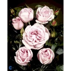'Bering™ Renaissance'® Rosa X 'Bering™ Renaissance'® (Renaissancerose) A-Kvalitet,- Barrods Roser Min. 3 Grene 12 'Bering™ Renaissance'® Rosa X 'Bering™ Renaissance'® (Renaissancerose) A-Kvalitet,- Barrods Roser Min. 3 Grene -Osmo Salgsbutik fi3951 rosa bering poulberin n 7d3c