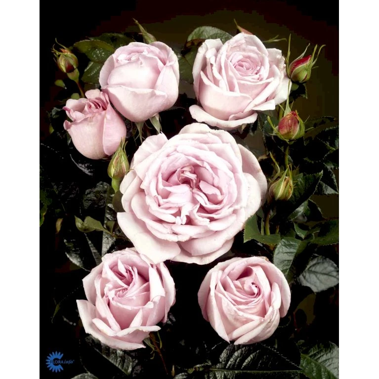 'Bering™ Renaissance'® Rosa X 'Bering™ Renaissance'® (Renaissancerose) A-Kvalitet,- Barrods Roser Min. 3 Grene 6 'Bering™ Renaissance'® Rosa X 'Bering™ Renaissance'® (Renaissancerose) A-Kvalitet,- Barrods Roser Min. 3 Grene - Billede 6