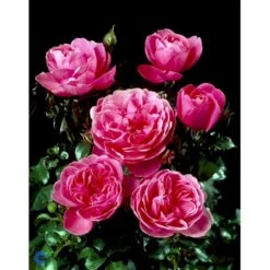 'Berleburg'™ Rosa X 'Berleburg'™ (Buketrose) A-Kvalitet,- Barrods Roser Min. 3 Grene -Osmo Salgsbutik fi3952 rosa berleburg poulbella n bba6