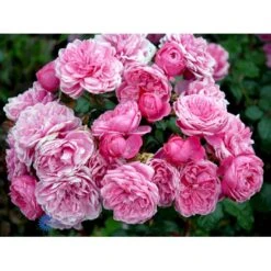 'Berleburg'™ Rosa X 'Berleburg'™ (Buketrose) A-Kvalitet,- Barrods Roser Min. 3 Grene -Osmo Salgsbutik fi3952 rosa berleburg poulbella n efe2