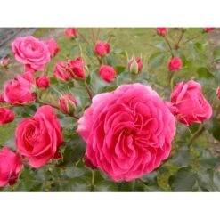 'Bernstorff'™ Rosa X 'Bernstorff'™ (Buketrose) A-Kvalitet,- Barrods Roser Min. 3 Grene -Osmo Salgsbutik fi3953 rosa bernsdorff 0955