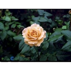'Bernstein-Rose'® Rosa X 'Bernstein-Rose'® (Buketrose) A-Kvalitet,- Barrods Roser Min. 3 Grene -Osmo Salgsbutik fi3954 rosa bernstein rose 2601