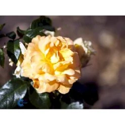 'Bernstein-Rose'® Rosa X 'Bernstein-Rose'® (Buketrose) A-Kvalitet,- Barrods Roser Min. 3 Grene -Osmo Salgsbutik fi3954 rosa bernstein rose 31f0