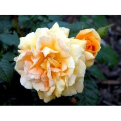 'Bernstein-Rose'® Rosa X 'Bernstein-Rose'® (Buketrose) A-Kvalitet,- Barrods Roser Min. 3 Grene -Osmo Salgsbutik fi3954 rosa bernstein rose 5312