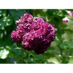 'Bleu Magenta' Rosa X 'Bleu Magenta' (Slyngrose) A-Kvalitet,- Barrods Roser Min. 3 Grene 5 'Bleu Magenta' Rosa X 'Bleu Magenta' (Slyngrose) A-Kvalitet,- Barrods Roser Min. 3 Grene -Osmo Salgsbutik fi3972 rosa blue magenta 2ff3