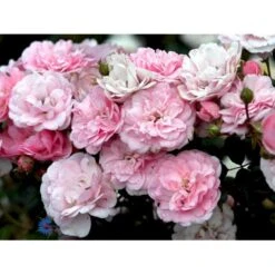 'Bonica 82' Rosa X 'Bonica 82' A-Kvalitet,- Barrods Roser Min. 3 Grene -Osmo Salgsbutik fi3984 rosa bonica 82 214f