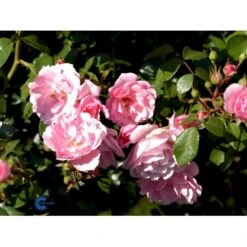'Bonica 82' Rosa X 'Bonica 82' A-Kvalitet,- Barrods Roser Min. 3 Grene -Osmo Salgsbutik fi3984 rosa bonica 82 a0bd