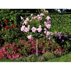 'Bonica 82' Rosa X 'Bonica 82' A-Kvalitet,- Barrods Roser Min. 3 Grene -Osmo Salgsbutik fi3984 rosa bonica 82 be59
