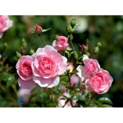 'Bonica 82' Rosa X 'Bonica 82' A-Kvalitet,- Barrods Roser Min. 3 Grene -Osmo Salgsbutik fi3984 rosa bonica 82 efdf