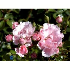 'Bonica 82' Rosa X 'Bonica 82' A-Kvalitet,- Barrods Roser Min. 3 Grene -Osmo Salgsbutik fi3984 rosa bonica 82 f91a