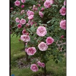 'Bonica 82' Rosa X 'Bonica 82' A-Kvalitet,- Barrods Roser Min. 3 Grene -Osmo Salgsbutik fi3984 rosa bonica 82 fed1