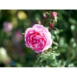 'Boogie-Woogie'™ Rosa X 'Boogie-Woogie'™ (Slyngrose) A-Kvalitet,- Barrods Roser Min. 3 Grene -Osmo Salgsbutik fi3986 rosa boogie woogie poulyc006 n 47e1