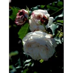 'Boule De Neige' Rosa Bourboniana 'Boule De Neige' (Bourbonrose) A-Kvalitet,- Barrods Roser Min. 3 Grene -Osmo Salgsbutik fi3989 rosa boule de neige 3410