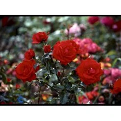 'Brillant'® Rosa X 'Brillant'® (Slyngrose) A-Kvalitet,- Barrods Roser Min. 3 Grene -Osmo Salgsbutik fi4003 rosa brillant 24b2