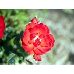 'Brillant'® Rosa X 'Brillant'® (Slyngrose) A-Kvalitet,- Barrods Roser Min. 3 Grene -Osmo Salgsbutik fi4003 rosa brillant 2b7e