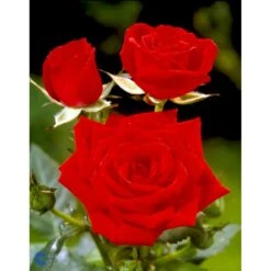 'Brilliant Cover'® Rosa X 'Brilliant Cover'® (Bunddækkerose) A-Kvalitet,- Barrods Roser Min. 3 Grene -Osmo Salgsbutik fi4004 rosa brilliant cover poulterp n 4495