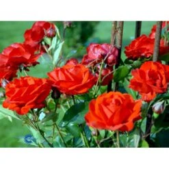 'Brilliant Cover'® Rosa X 'Brilliant Cover'® (Bunddækkerose) A-Kvalitet,- Barrods Roser Min. 3 Grene -Osmo Salgsbutik fi4004 rosa brilliant cover poulterp n cd9e