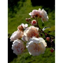 'Buff Beauty' Rosa Moschata 'Buff Beauty' (Moskusrose) A-Kvalitet,- Barrods Roser Min. 3 Grene 11 'Buff Beauty' Rosa Moschata 'Buff Beauty' (Moskusrose) A-Kvalitet,- Barrods Roser Min. 3 Grene -Osmo Salgsbutik fi4008 rosa buff beauty 2986