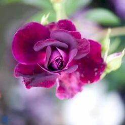 'Burgundy Ice' Rosa X 'Burgundy Ice' (Buketrose) A-Kvalitet,- Barrods Roser Min. 3 Grene -Osmo Salgsbutik fi4014 rosa burgundy ice 0feb