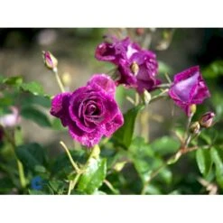 'Burgundy Ice' Rosa X 'Burgundy Ice' (Buketrose) A-Kvalitet,- Barrods Roser Min. 3 Grene -Osmo Salgsbutik fi4014 rosa burgundy ice 8b69