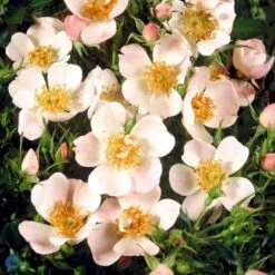'Butterflies'™ Rosa X 'Butterflies'™ (Bunddækkerose) A-Kvalitet,- Barrods Roser Min. 3 Grene 9 'Butterflies'™ Rosa X 'Butterflies'™ (Bunddækkerose) A-Kvalitet,- Barrods Roser Min. 3 Grene -Osmo Salgsbutik fi4015 rosa butterflies cover poulbut n 0f58