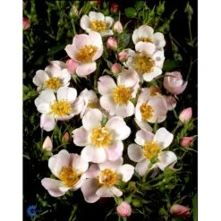 'Butterflies'™ Rosa X 'Butterflies'™ (Bunddækkerose) A-Kvalitet,- Barrods Roser Min. 3 Grene 8 'Butterflies'™ Rosa X 'Butterflies'™ (Bunddækkerose) A-Kvalitet,- Barrods Roser Min. 3 Grene -Osmo Salgsbutik fi4015 rosa butterflies cover poulbut n 2ac5