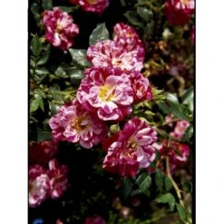 'Candy Cover'® Rosa X 'Candy Cover'® (Bunddækkerose) A-Kvalitet,- Barrods Roser Min. 3 Grene -Osmo Salgsbutik fi4024 rosa candy cover poulbico n 307d