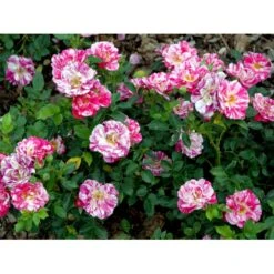 'Candy Cover'® Rosa X 'Candy Cover'® (Bunddækkerose) A-Kvalitet,- Barrods Roser Min. 3 Grene -Osmo Salgsbutik fi4024 rosa candy cover poulbico n 4498